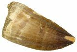 Fossil Mosasaur (Thalassotitan) Tooth - Morocco #374608-1